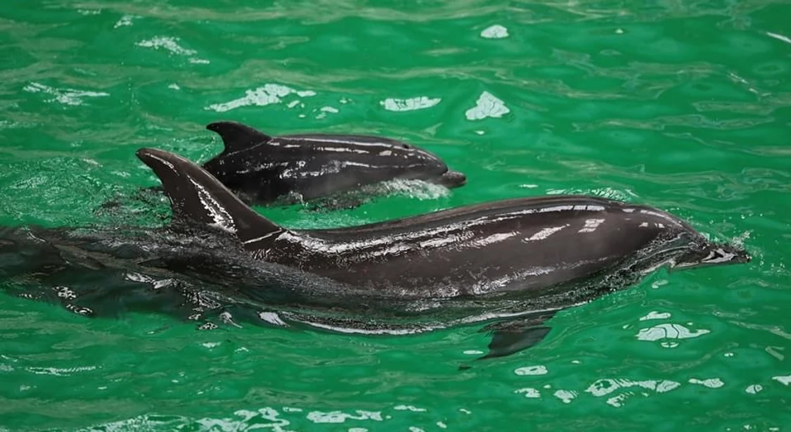 Baby, primul delfin venit pe lume in captivitate în România FOTO Delfinariul Constanța