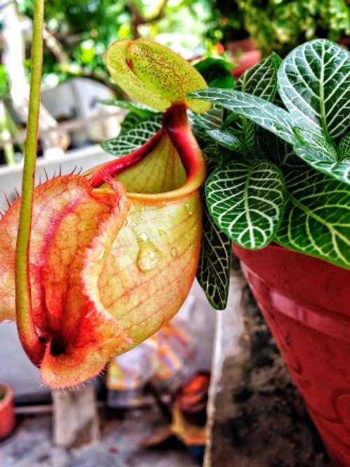 3a12a8d0a8fc36eaf0a29f625d7f54a7 jpg jpeg