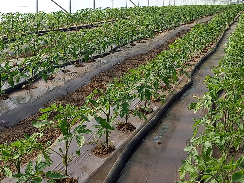 tomatele au înflorit în serele oltenilor