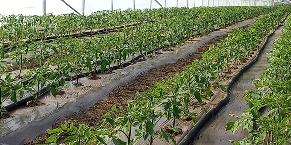 tomatele au înflorit în serele oltenilor