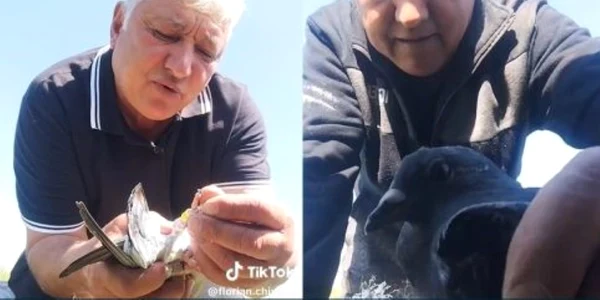 tiktoker porumbei foto teleorman news jpg