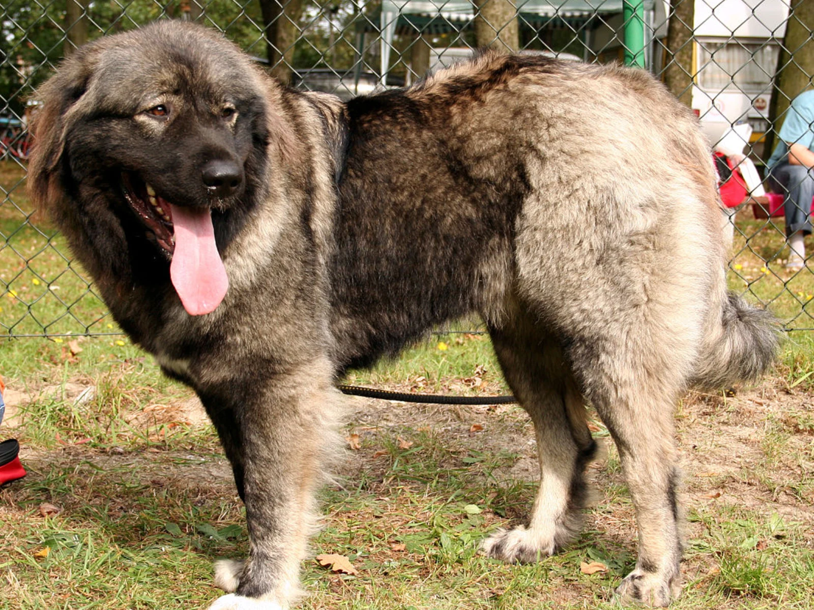 Rasele de câini interzise ciobanilor din Miercurea Ciuc: „Sunt extrem de agresive”