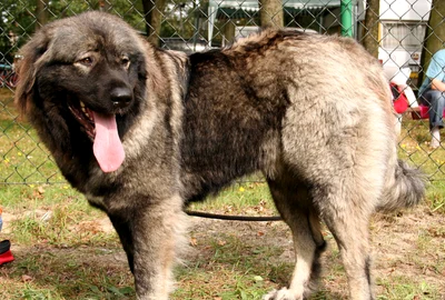 ciobanesc caucazian foto wikipediaPleple2000 png