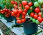 Soiul care se plantează la ghiveci poate produce 15-20 de kilograme de roșii. FOTO Magda Cristian