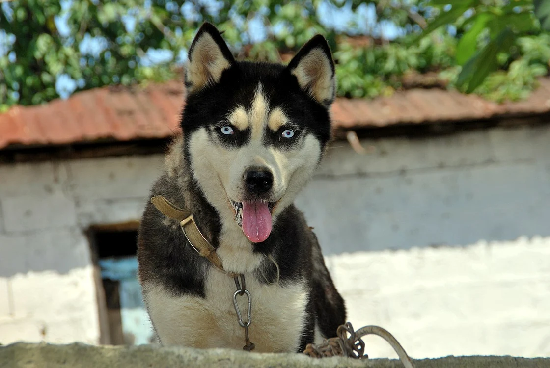 Câine husky. Foto: Wikipedia (common).