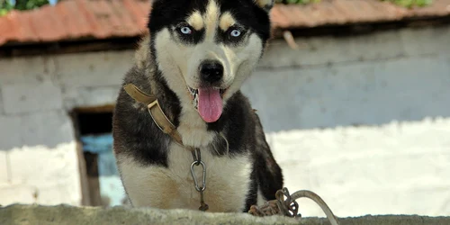 Husky siberian wikipedia jpg