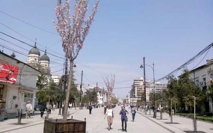 Pe spaţiul pietonal din centrul Iaşiului nu mai există tei, ci arbori plantaţi în ghivece FOTO Adevărul