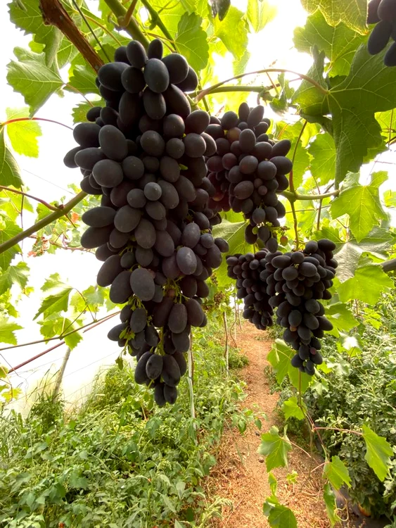 Strugurii de coc mai devreme în solar FOTO: arhiva personală Ion Păunel