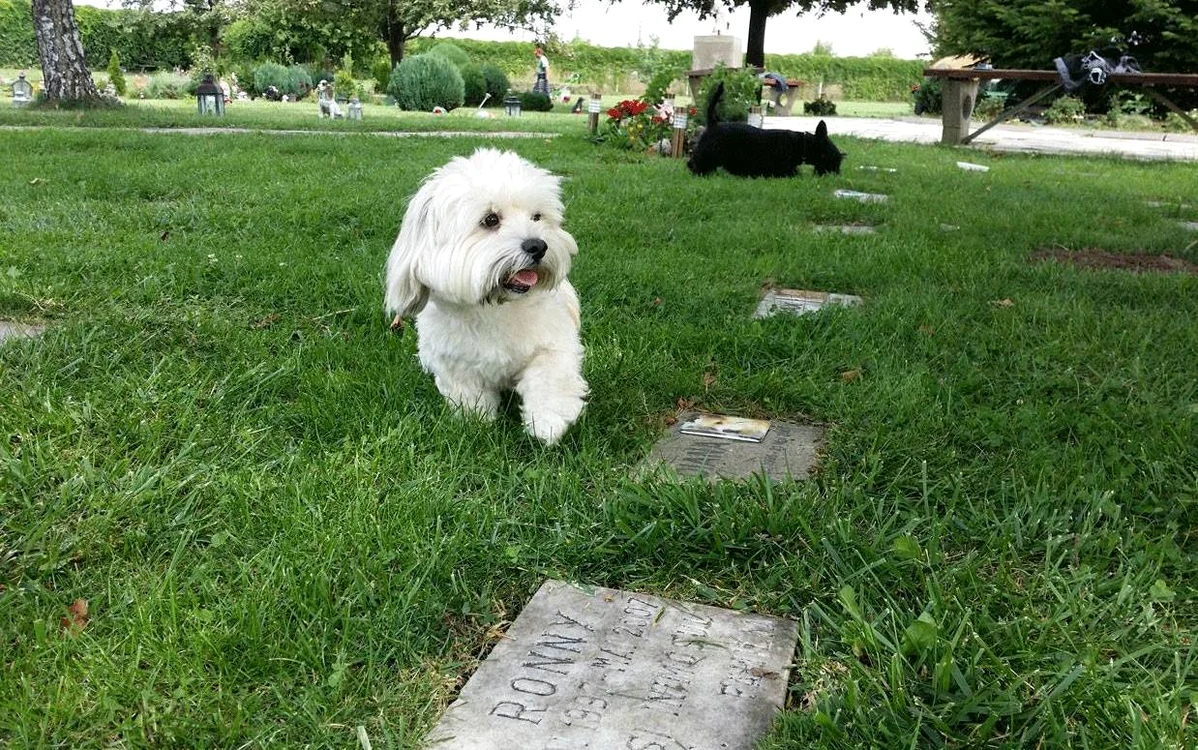 Cimitir pentru animale. Sursa: Raiul Animalelor Facebook