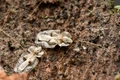 insecte tigrul platanului jpeg