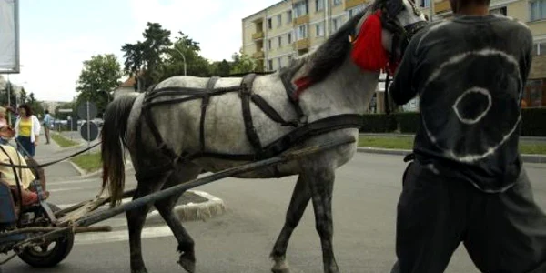 Caii si alte animale pun de multe ori probleme participanţilor la trafic.