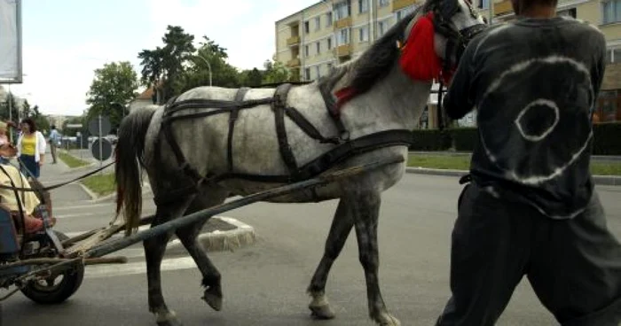 Caii si alte animale pun de multe ori probleme participanţilor la trafic.