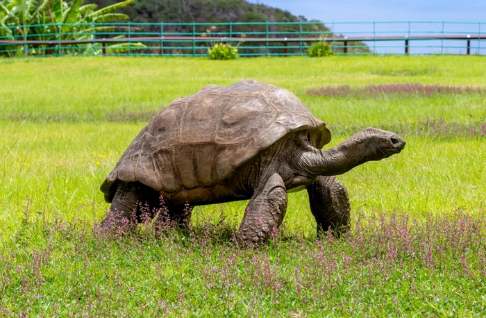 Dezinformare virală despre moartea celui mai bătrân animal de pe Pământ.