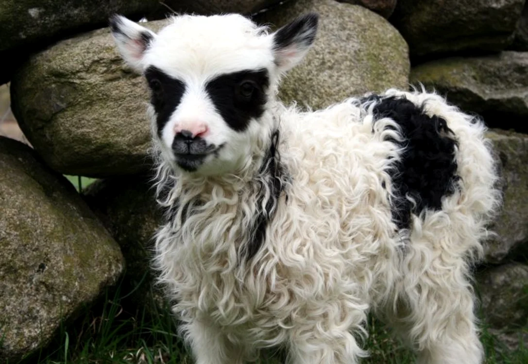 Batlamb (foto: rexfeatures)