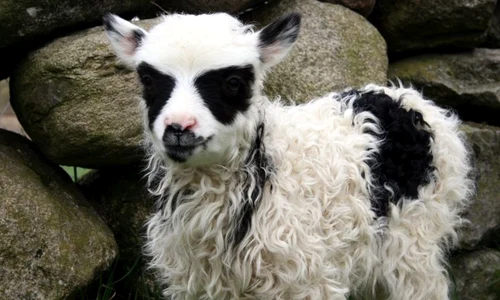 Batlamb (foto: rexfeatures) jpeg