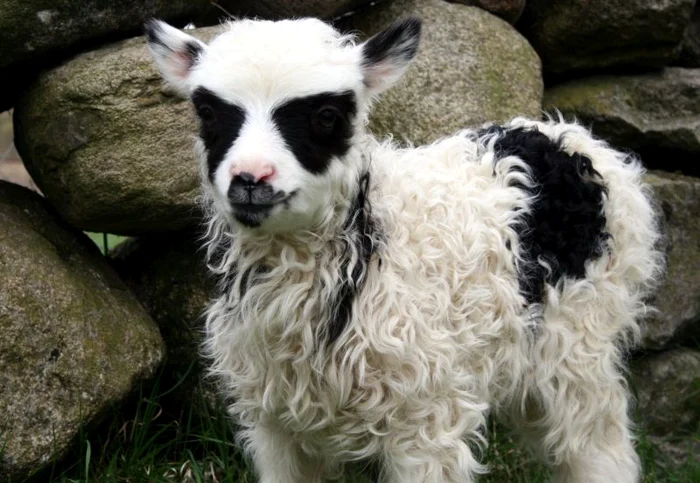 Batlamb (foto: rexfeatures)
