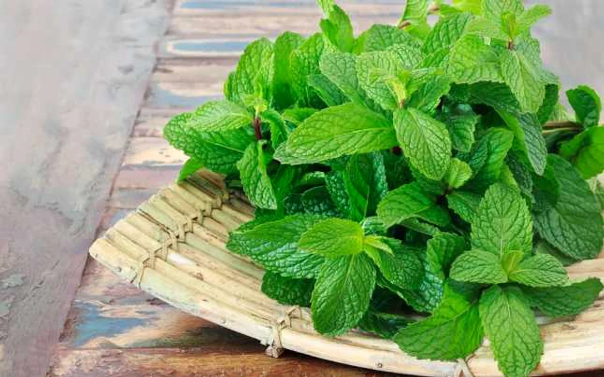 Afacere cu mentă. Această plantă are mereu căutare şi pe piaţa internă, şi la export