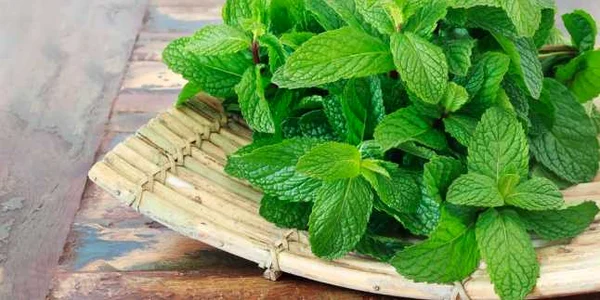 menta Shutterstock