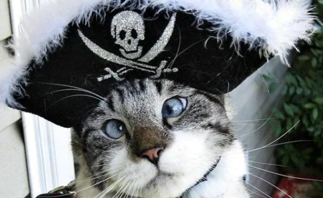 
    Spangles, chiar dacă se uită cruciș, nu are probleme de vedere care să necesite operație  