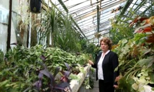 miniseră pentru răsaduri jpeg