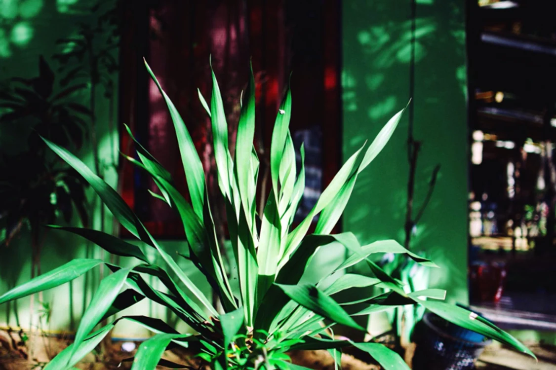 Plante de apartament indestructibile.