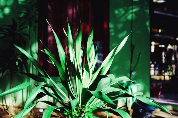 Plante de apartament indestructibile.