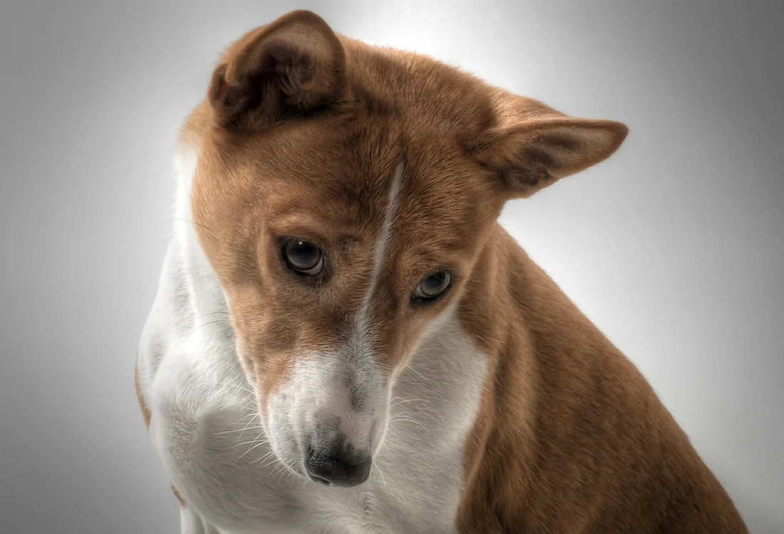 dog 601216 1280 jpg jpeg