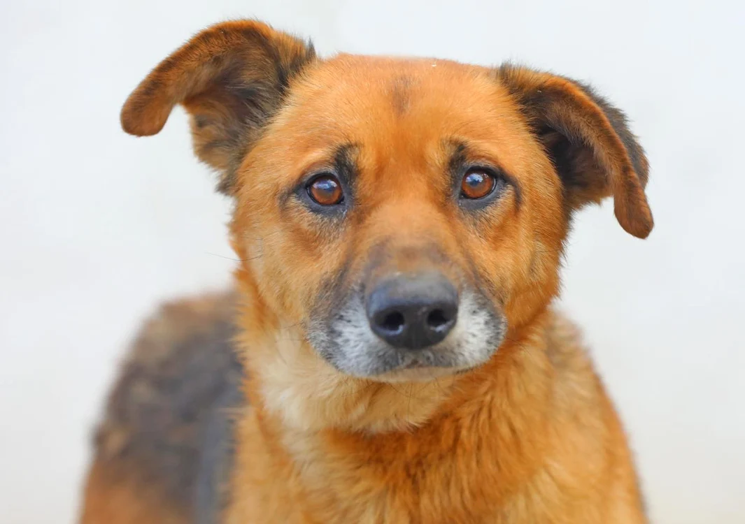 Timmy FOTO Primăria Constanța