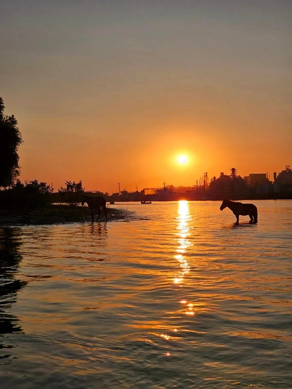 Insula Cailor, locul de poveste de lângă Galați FOTO: GIV BOATS