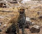 septimiu bizo fotograf wild life cluj foto arhiva personala