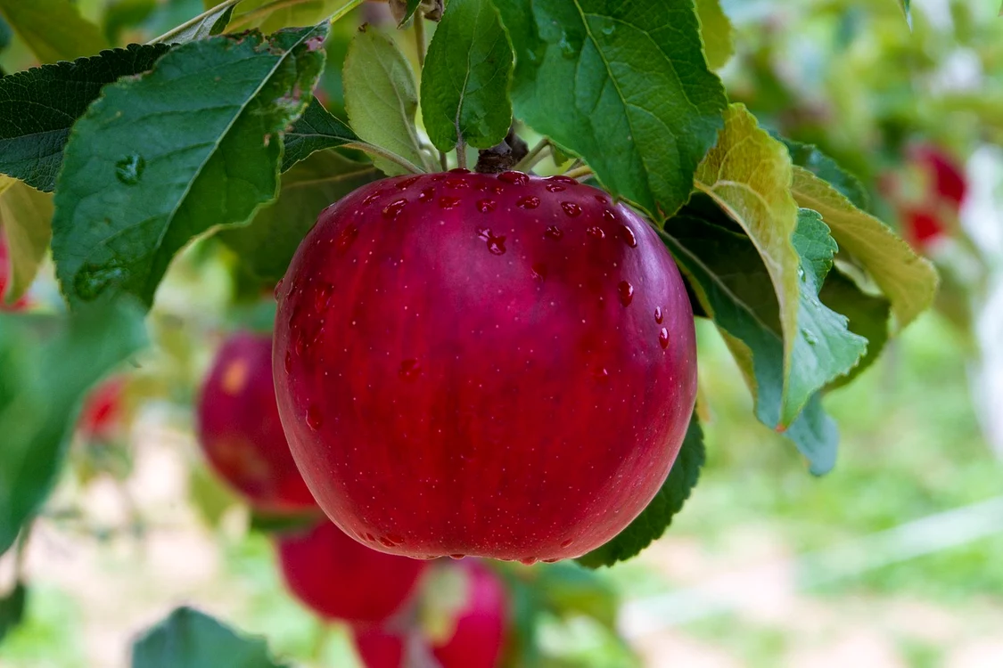 Luna noiembrie este momentul ideal pentru a pregăti pomii fructiferi de iarnă / foto: Pixabay