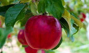 apple 4581107 1280 jpg