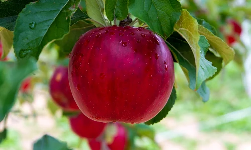 apple 4581107 1280 jpg