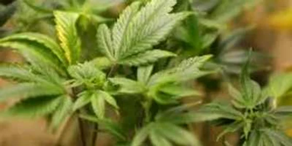 Un grup californian cere legalizarea marijuanei pentru reducerea deficitului bugetar