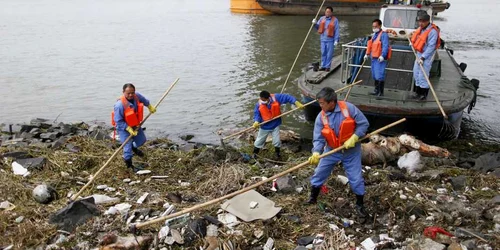 porci morti foto reuters