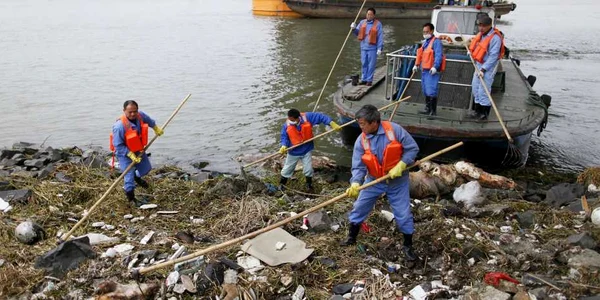 porci morti foto reuters