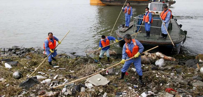Muncitori chinezi care colectează cadavrele porcinelor FOTO Reuters