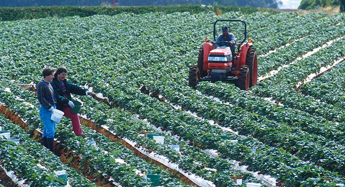 Autoritățile germane au promis că vor demara controalele pe plantațiile de sparanghel