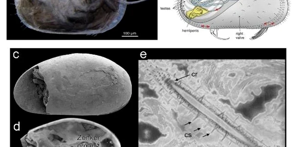 sperma fosila