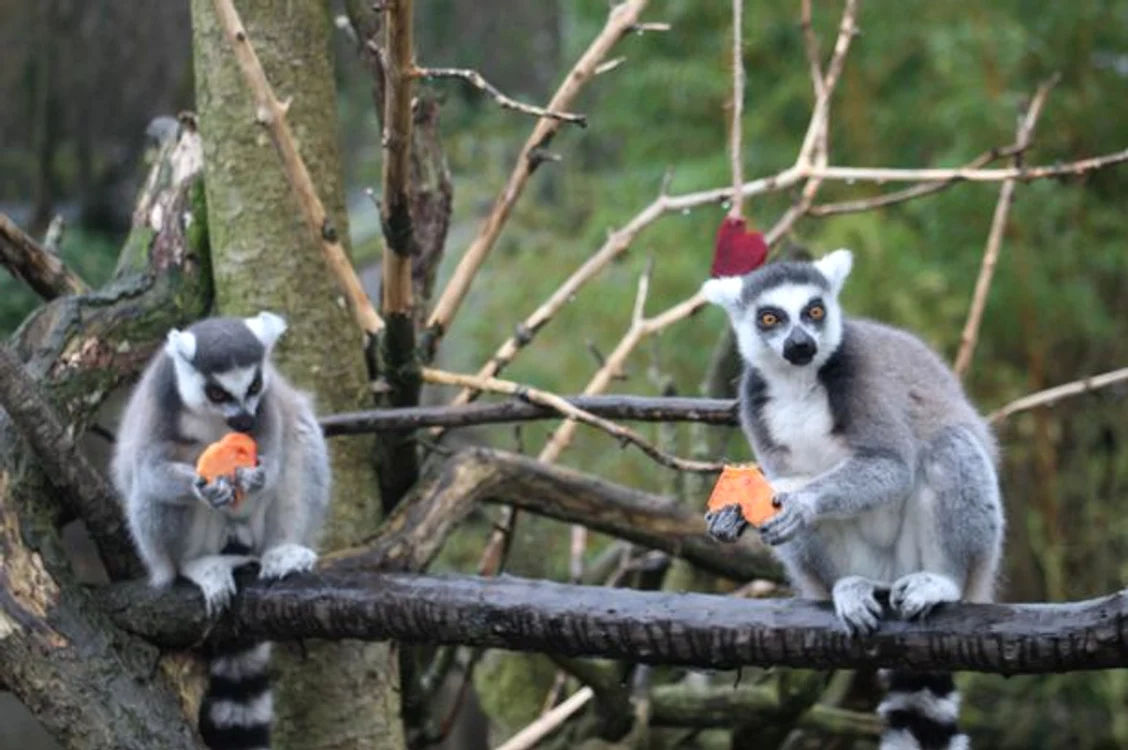 
    Lemurii din imagine locuiesc într-o grădină Zoo din Anglia și au primit de mâncare niște cipsuri special făcute în formă de inimioare, de Ziua Îndrăgostițilorfoto: mirror.co.uk  
