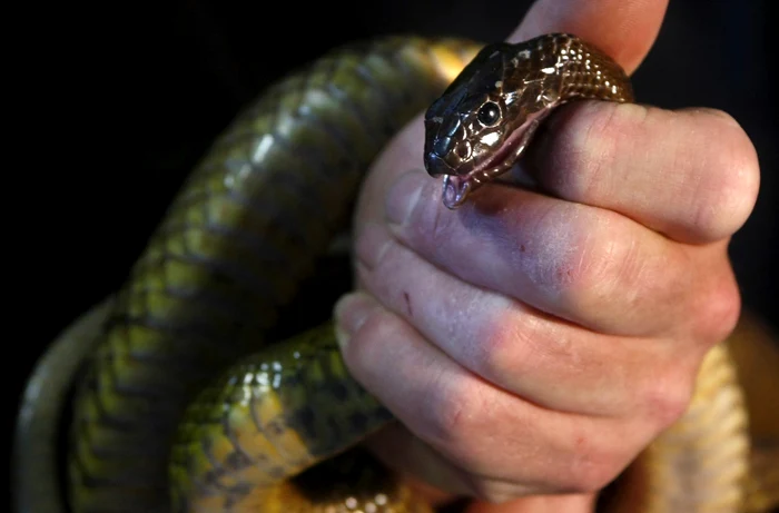 Inland Taipan, găsit în Australia, este cel
mai veninos şarpe din lume şi are suficient venin într-o singură muşcătură
pentru a ucide 50 de oameni. FOTO: Reuters