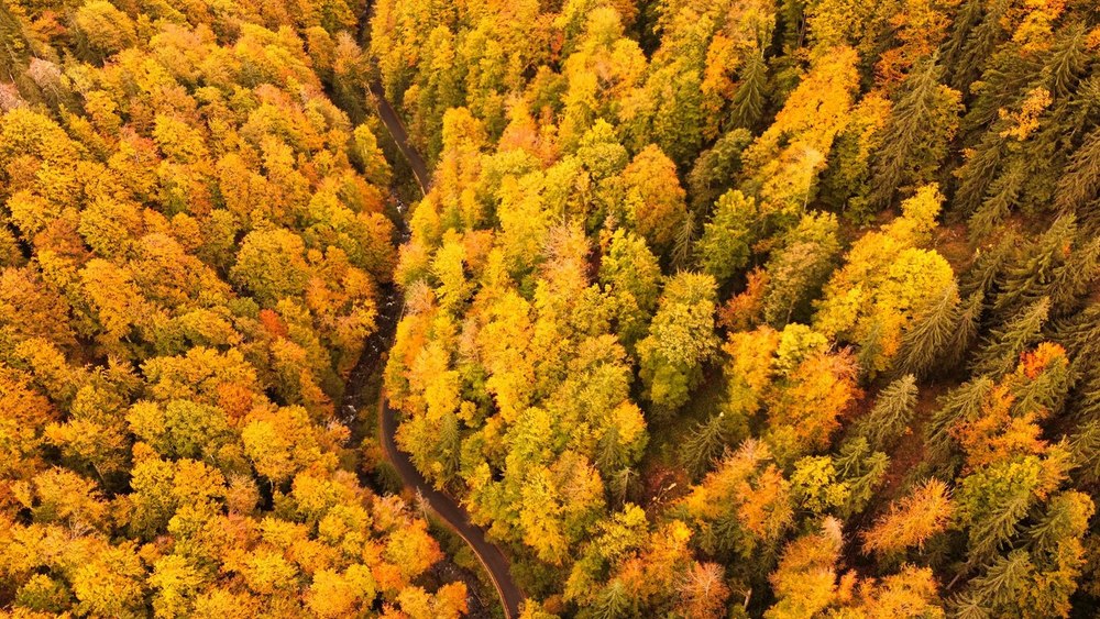 Locul aproape neștiut de o frumusețe uimitoare toamna. Cheile Jiețului, de văzut în România FOTO