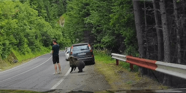 Moment tensionat pe Transfăgărășan. Un urs s-a apropiat la numai câțiva centimetri de un turist