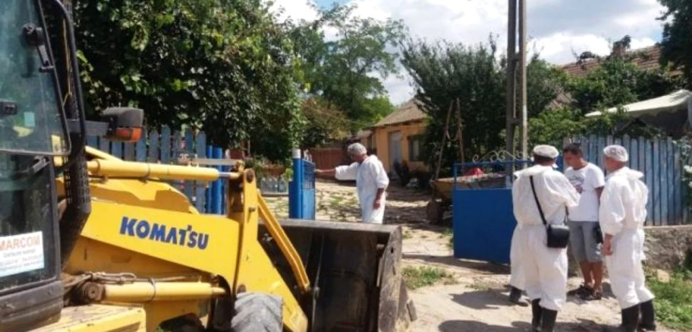 Pesta porcină a făcut ravagii în judeţul Ialomiţa