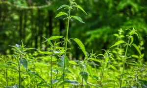 analogicus plant 4562419 jpg