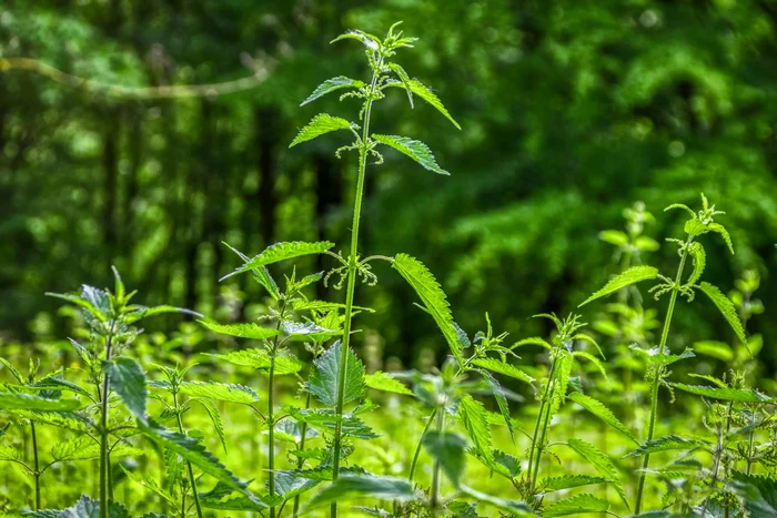 Urzicile sunt un super aliment / foto: Pixabay