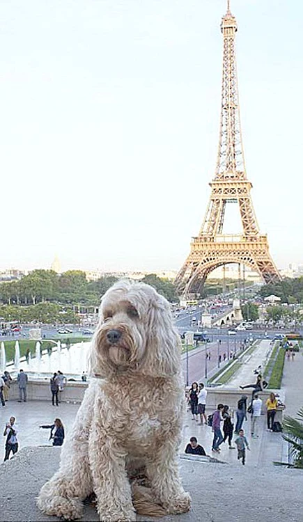 Căţeluşa Miss Darcy a vizitat şi Parisul