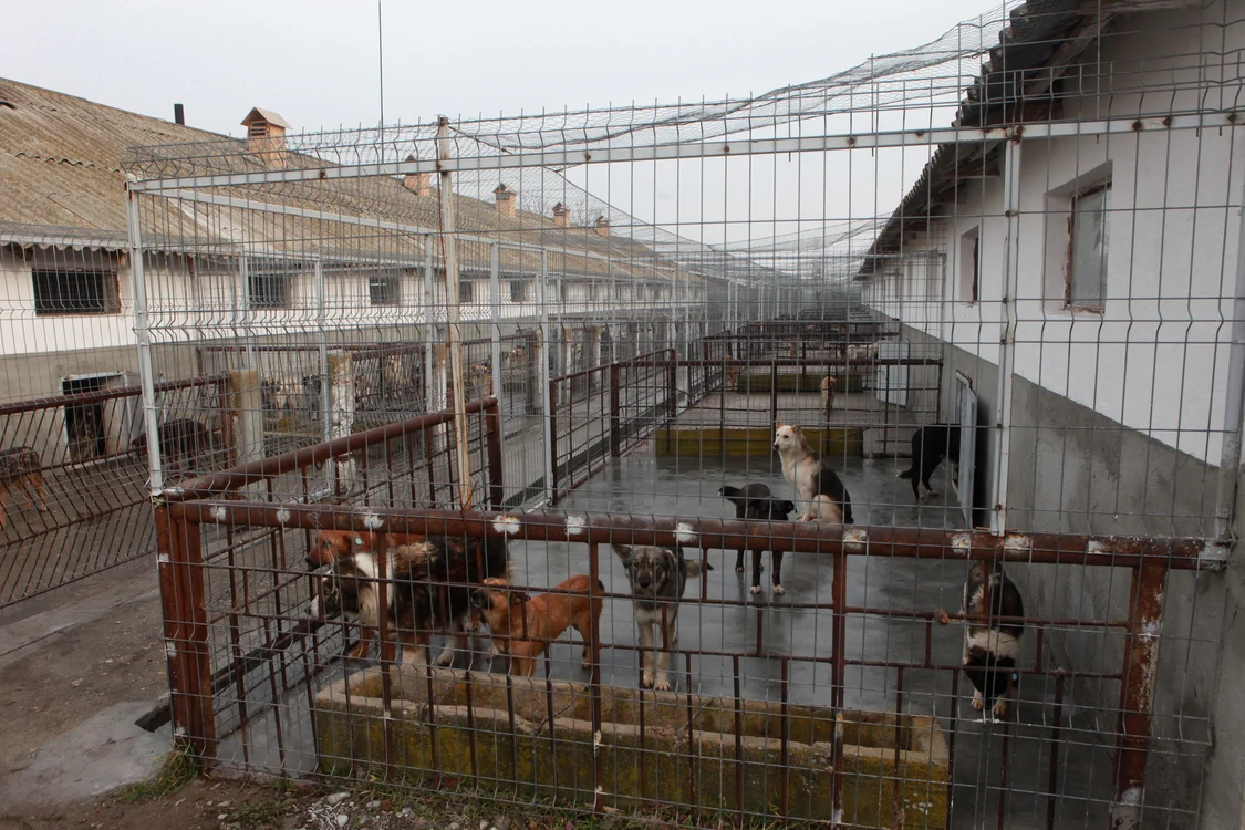 
    Sute de maidanezi sunt închişi în adăpostul de la Bragadiru  