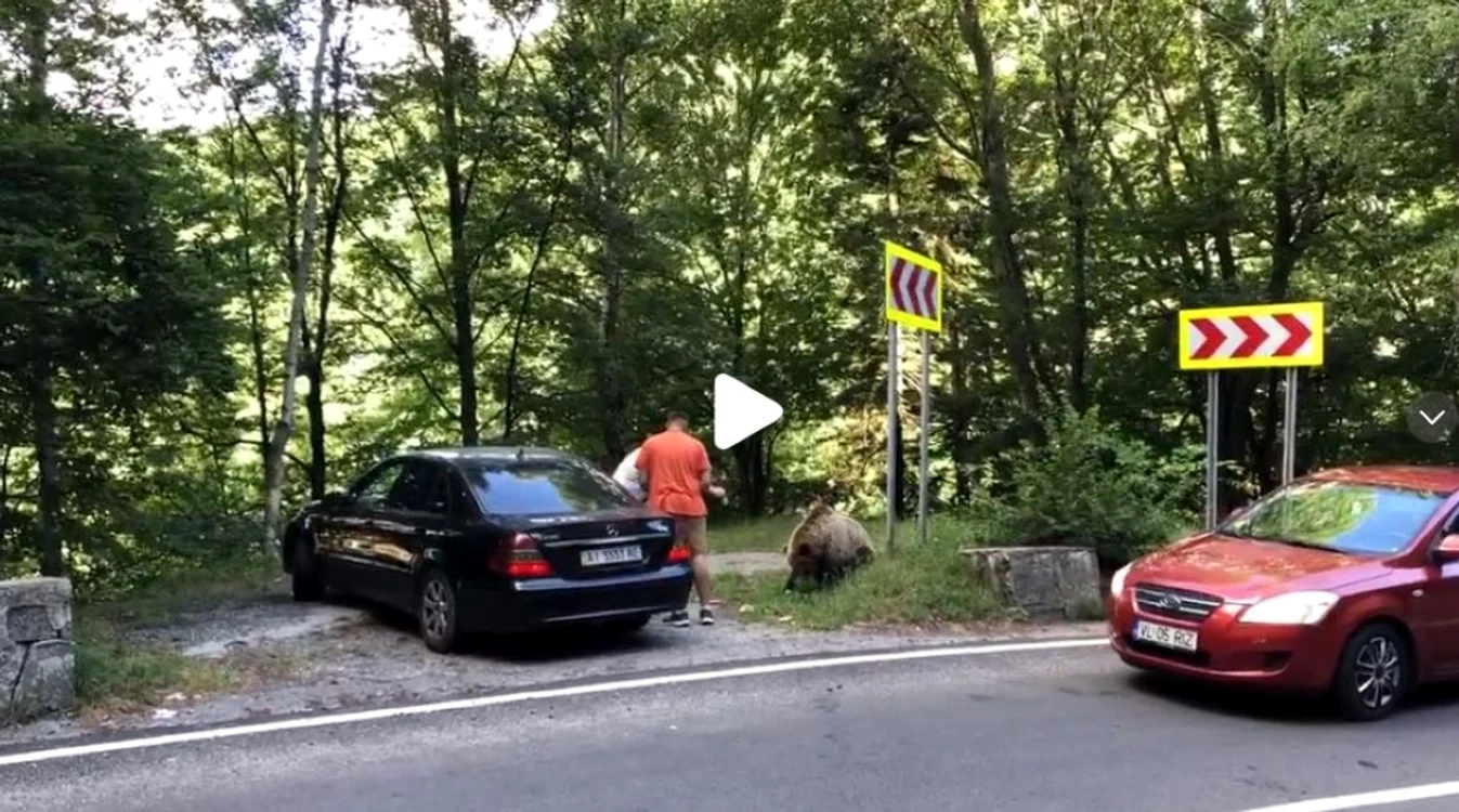 urs Transfagarasan, captură video TikTok