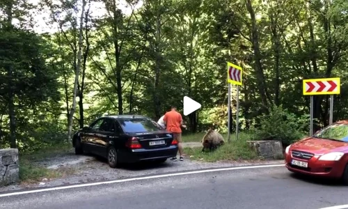 urs Transfagarasan, captură video TikTok
